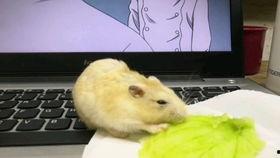 娱乐吃瓜酱仓鼠过生日